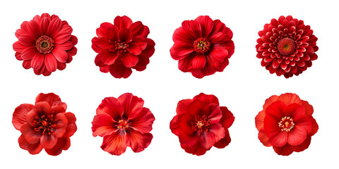 Wall Mural - Collection of various red flowers isolated on a transparent background