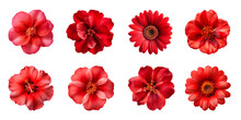 Collection Of Various Red Flowers Isolated On A Transparent Background