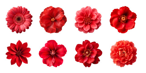 Canvas Print - Collection of various red flowers isolated on a transparent background