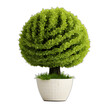 topiary isolated on transparent or white background