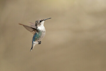 Wall Mural - Bee hummingbird, zunzuncito or Helena hummingbird (Mellisuga helenae). It is the world's smallest bird