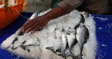 Freshly Caught Tuna, Chilled On Ice, Is Available For Sale At The Bustling Fish Markets Of Asia, Particularly In India. Fishermen Bring In Their Prized Tuna Catch, Ready To Be Purchased 