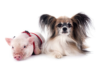 Wall Mural - miniature pig and papillon dog