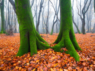 Wall Mural - fall. trees with moss in the misty forest. a view through the trees. dense fog in an autumn forest. 