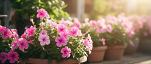 Pink Petunia Flowers In Flowerpots On A Background Of A Garden Plot In Spring Or Summer In Sunlight.