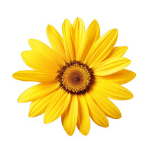 Yellow Sunflower Isolated