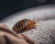 Invasion of bedbugs, emergency for invasions of bedbugs. AI