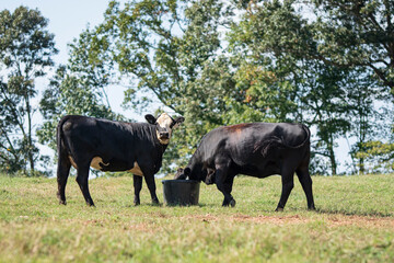 Wall Mural - Angus crossbred heifers eating supplement tub