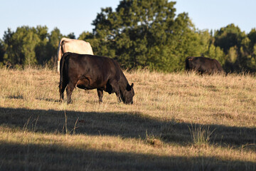 Wall Mural - Commercial brood cows grazing drought pasture in late afternoon