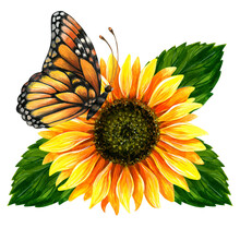 Sunflower Flowers With Butterfly On Summer Lawn With Watering Can And Basket