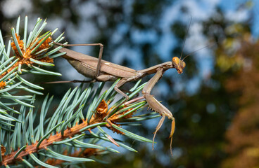 Wall Mural - Hierodula transcaucasica - an invasive species of mantis in Ukraine on the green needles