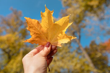 Wall Mural - Hand holding a yellow autumn leaf close-up. Deciduous season. Hello autumn concept.