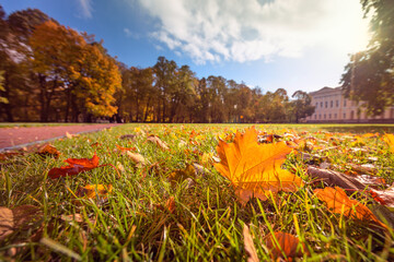 Wall Mural - Yellow, orange and red autumn leaves in a beautiful autumn park.