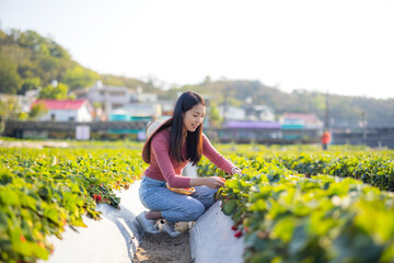 Wall Mural - Woman visit strawberry field and pick strawberry