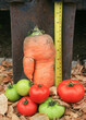 Measurement of a large carrot with red and green tomatoes on autumn leaves.