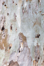 Close Up Detail From Eucalyptus Tree Bark