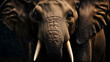 Fierce Elephant Close-Up Portrait