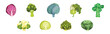 Different Cabbage as Fresh Organic Vegetable Vector Set