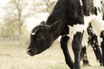 Wall Mural - Curious beef calf on farm closeup with blurred background, spring season calving concept for agriculture industry.