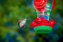 Female Anna's Hummingbird Displays Its Tail Feathers While Hovering At A Garden Feeder