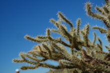 Close Up Cactus In The Arizona Desert With Blue Sky