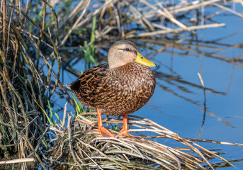 Wall Mural - mottled duck