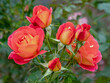 Beautiful pink and orange roses, variety Ginger Honey