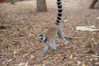 Cute Ring-tailed lemur with orange eyes. Endangered endemic animal in natural forest habitat, North Madagascar