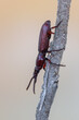 a beetle called Amorphocephala coronata