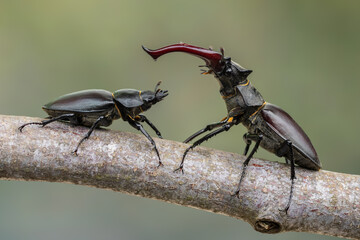 a beetle called Lucanus cervus