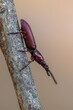 a beetle called Amorphocephala coronata