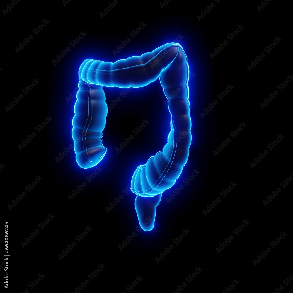 Colon x-ray style, internal organs 3D render, anatomy of the human body ...