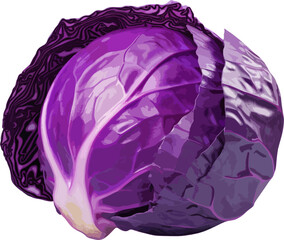 Wall Mural - Red cabbage clip art