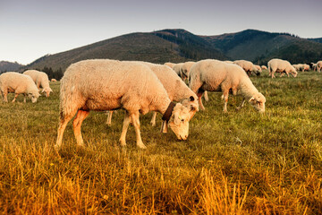 Sheep grazing the gras on mountain slope during autumn season.