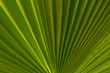© Михаил Шорохов - green palm leaf with sunlight