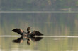 loon in the water wings opened reflection 3