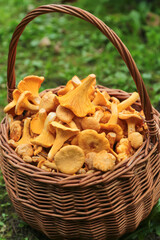 Wall Mural - Mushrooms chanterelle harvest in wicker basket in sunlight close up, macro