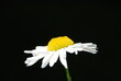 White chamomile in the garden. The white-yellow flower grows on a thin, long stem. The flower has a round yellow core and long elongated white petals arranged in a circle around the flower.