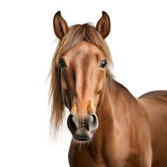 Wall Mural - Horse head with long mane portrait on transparent background (png)