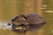 beaver eating in the water 2