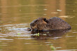 beaver eating in the water 1