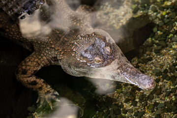 Wall Mural - A scaly crocodile in the water.