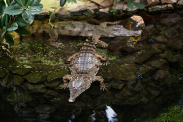 Wall Mural - A scaly crocodile in the water.