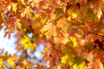 Wall Mural - Leaves turn red on the trees in autumn