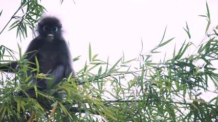 a family of silvered leaf monkey or silvery lutung in a wildlife