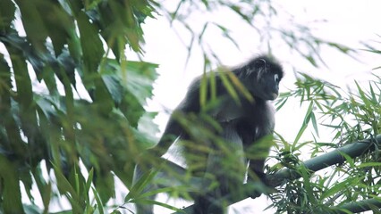 a family of silvered leaf monkey or silvery lutung in a wildlife