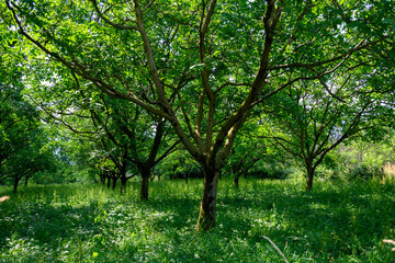 Wall Mural - Plantation of high-quality PDO certified walnuts trees on foothills of Alps near Grenoble, France