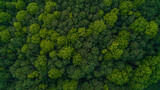 Fototapeta Las - Looking down from a bird's eye view at green treetops in a forest