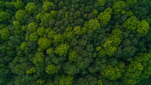 Looking Down From A Bird's Eye View At Green Treetops In A Forest