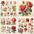 flower leaves, blossom, poppy, invitation, rose watercolor set pattern vector background